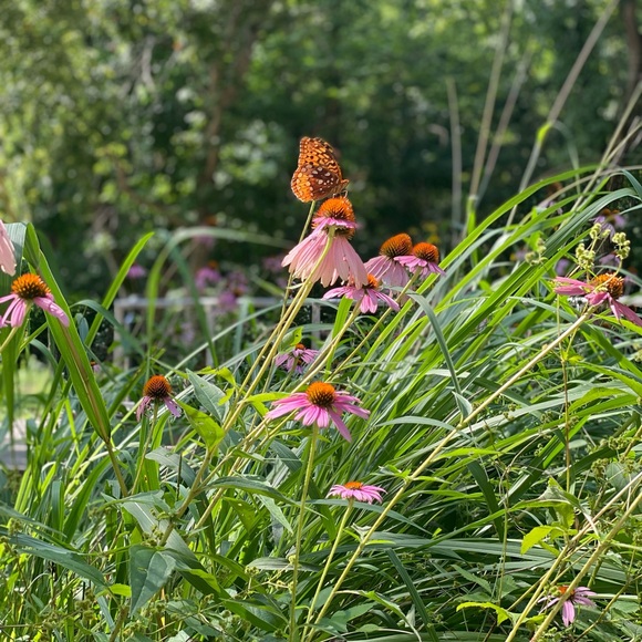 Meet your Posher, Denise - Picture 3 of 5